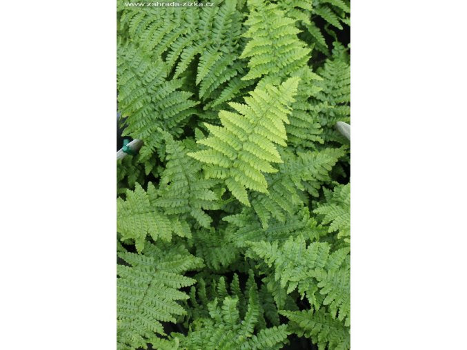 Dryopteris affinis 'Crispa' - kapraď rezavá