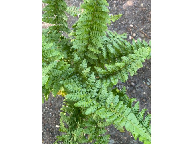 Dryopteris affinis 'Pinderi' - kapraď rezavá
