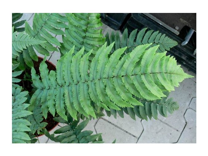 Dryopteris atrata - kapraď černavá