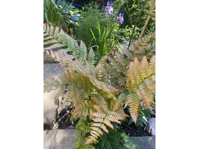 Dryopteris erythrosora 'Brilliance' - kapraď