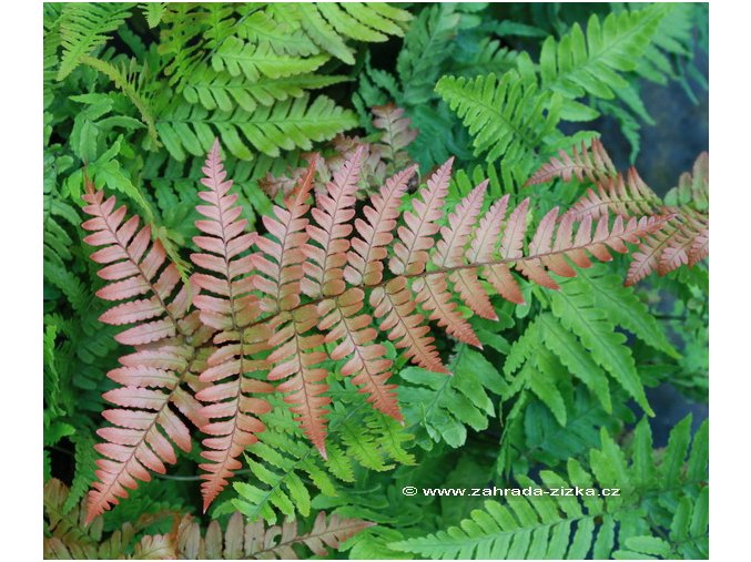 Dryopteris erythrosora 'Brilliance' - kapraď
