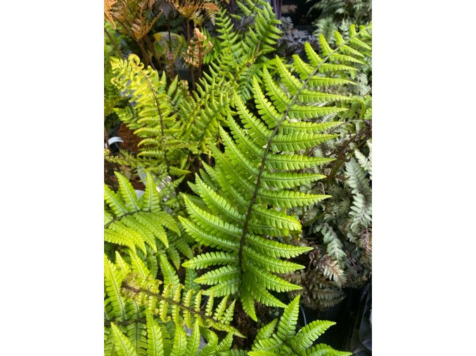 Dryopteris wallichiana - kapraď Wallichova
