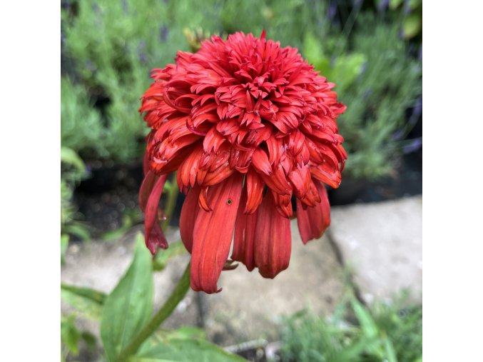 Echinacea purpurea 'Hot Papaya' - třapatkovka nachová