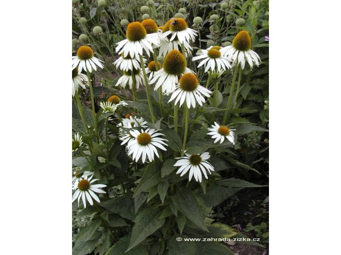 Echinacea purpurea 'Alba' - třapatka nachová