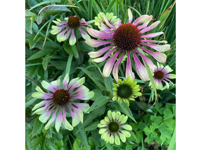 Echinacea purpurea 'Green Twister' - třapatka