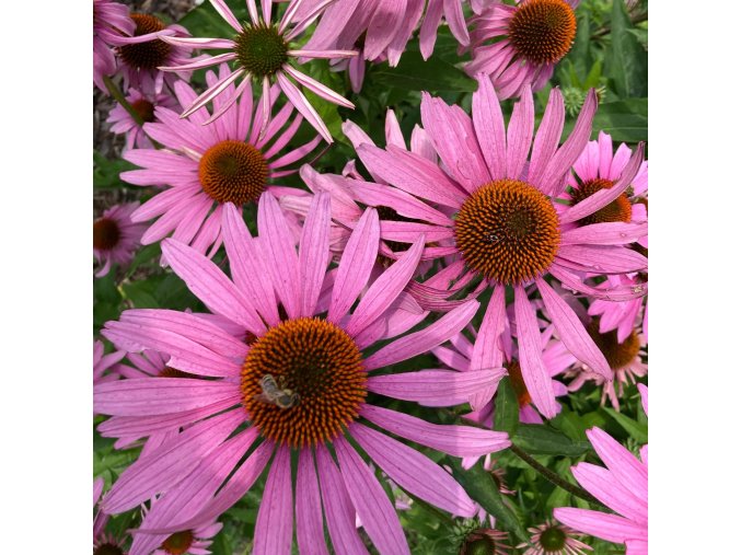 Echinacea purpurea 'Magnus' - třapatkovka
