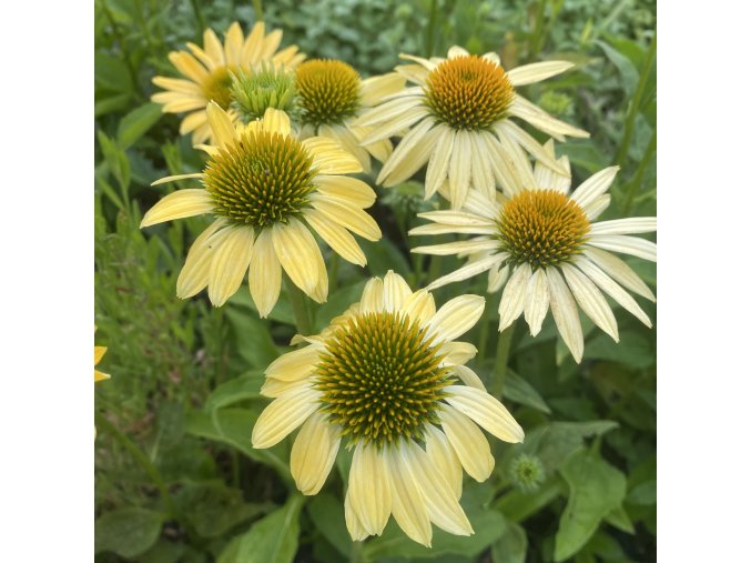 Echinacea purpurea 'Mellow Yellows' - třapatka