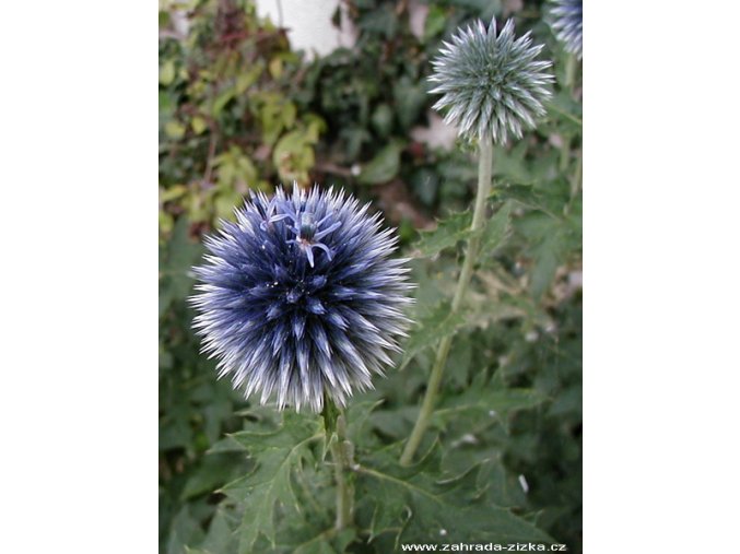 Echinops ritro - bělotrn modrý