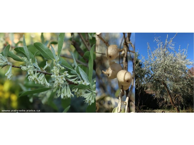 Elaeagnus angustifolia - hlošina úzkolistá