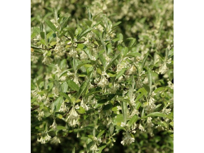 Elaeagnus commutata - hlošina stříbrná