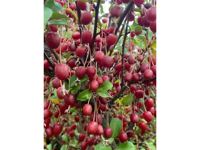Elaeagnus multiflora 'Sweet Scarlet' - hlošina mnohokvětá