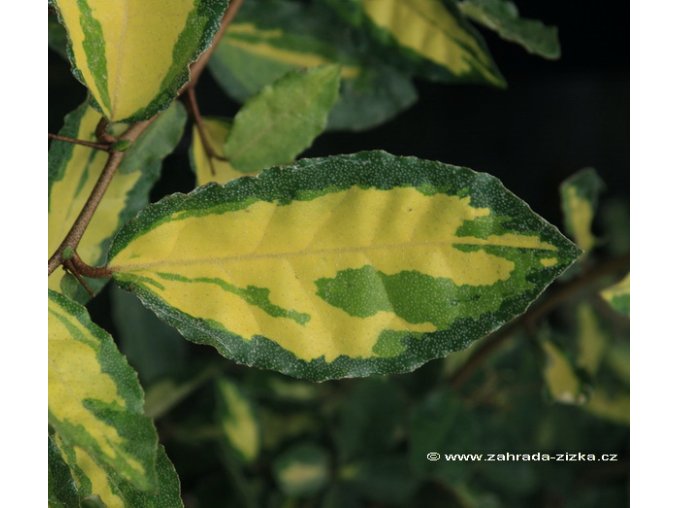 Elaeagnus pungens 'Aureomaculata' - hlošina pichlavá