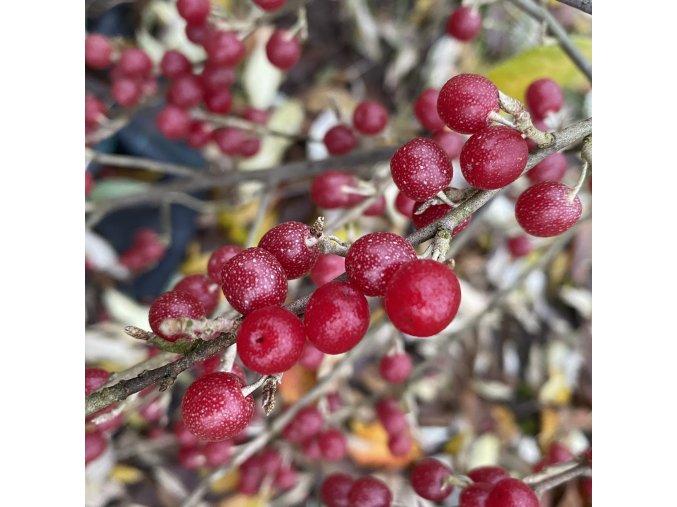 Elaeagnus umbellata 'Hidden Springs' - hlošina okoličnatá