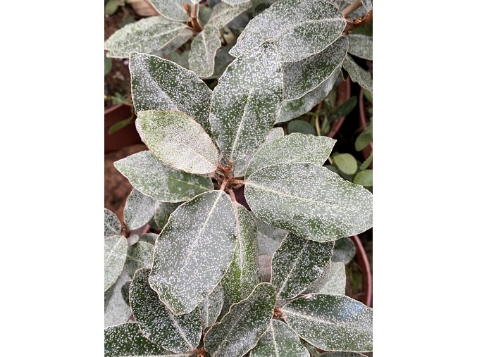 Elaeagnus x ebbingei 'Compacta' - hlošina Ebbingeova