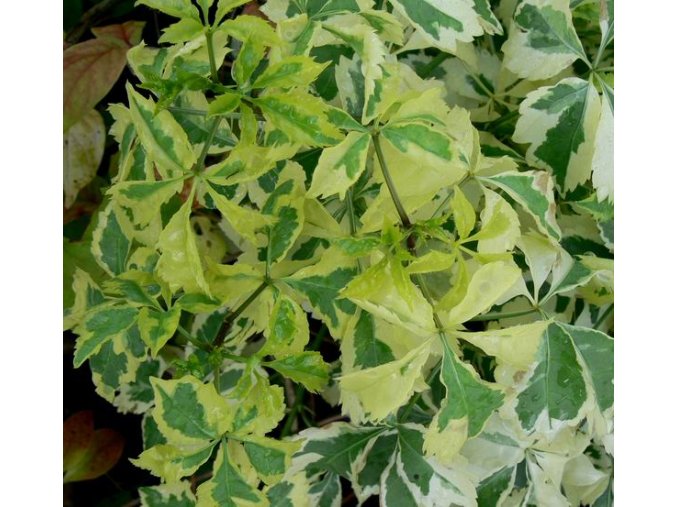 Eleutherococcus sieboldianus 'Variegatus' - eleuterokok