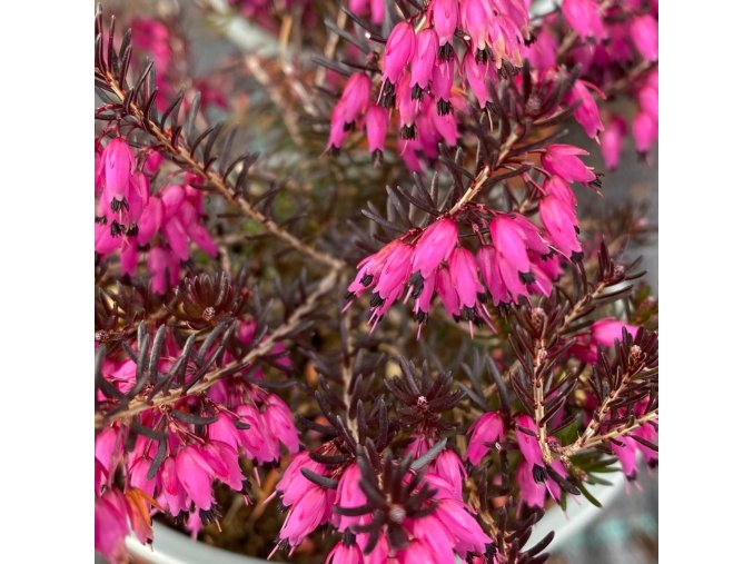 Erica carnea 'Challenger' - vřesovec pleťový
