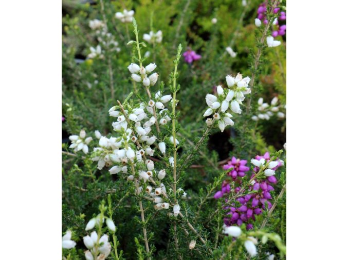 Erica cinerea 'Alba Minor' - vřesovec popelavý