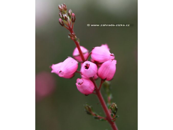 Erica cinerea 'Rosea' - vřesovec popelavý