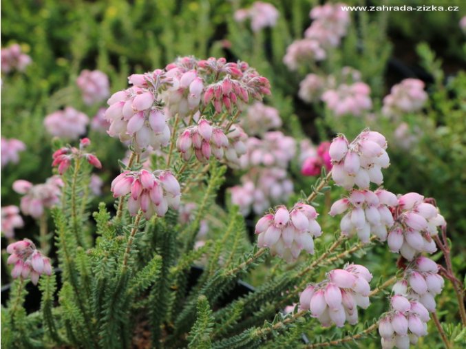 Erica tetralix 'Hookstone Pink' - vřesovec čtyřřadý