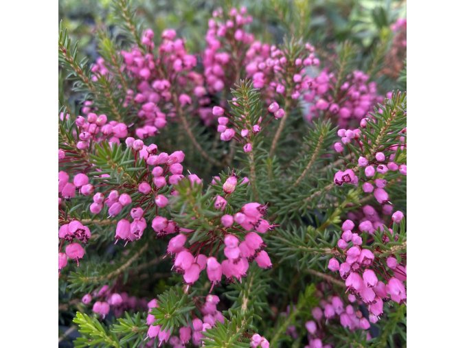 Erica vagans 'D.F. Maxwell' - vřesovec těkavý