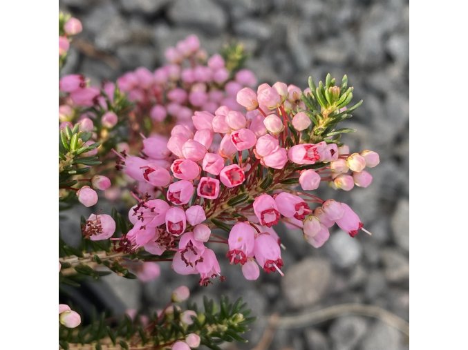 Erica vagans 'Pyrenes Pink' - vřesovec těkavý