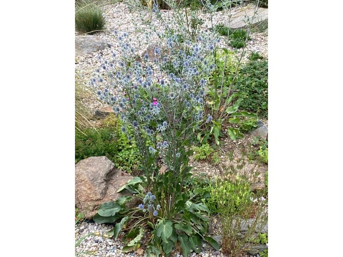 Eryngium planum 'Blaukappe' - máčka plocholistá
