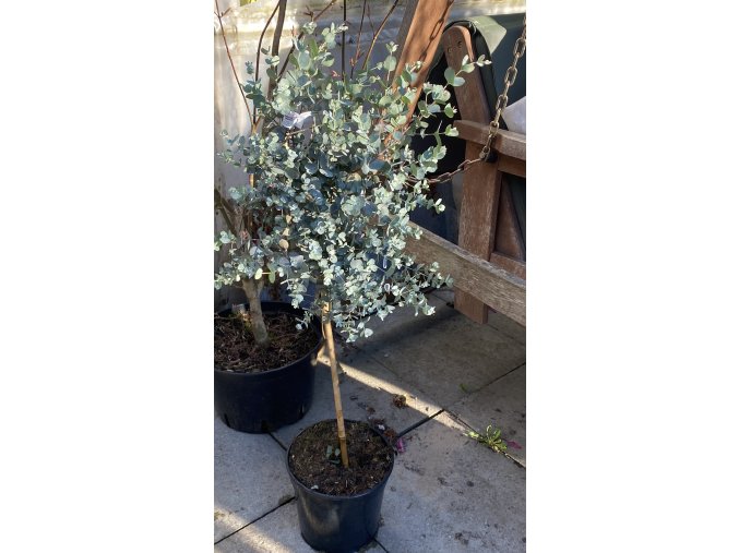 Eucalyptus gunnii kmínek - blahovičník Gunnův