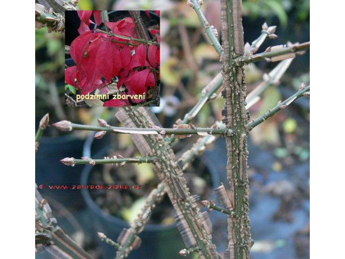 Euonymus alatus - brslen křídlatý