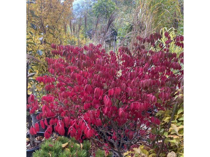 Euonymus alatus 'Fire Ball' - brslen křídlatý