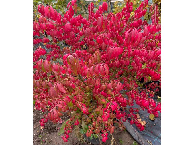 Euonymus alatus 'Chicago Fire' vícekmen - brslen křídlatý