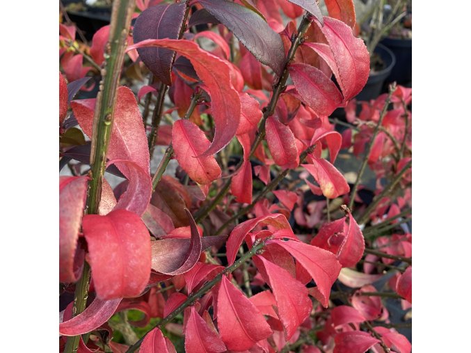 Euonymus alatus 'Odom' LITTLE MOSES - brslen křídlatý