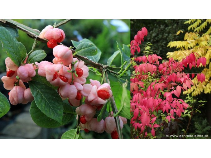 Euonymus alatus 'Phellomanus' - brslen korkový