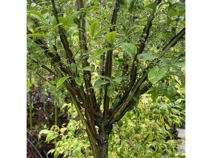 Euonymus alatus 'Phellomanus' kmínek - brslen korkový