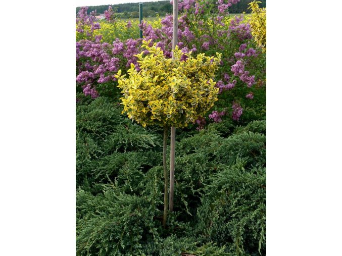 Euonymus fortunei 'Emerald's Gold kmínek' - brslen fortunův
