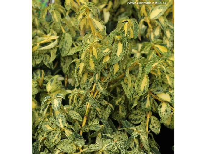 Euonymus fortunei 'Golden Harlequin' - brslen