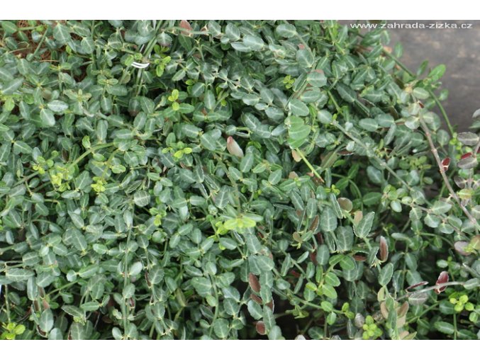 Euonymus fortunei 'Minimus' - brslen