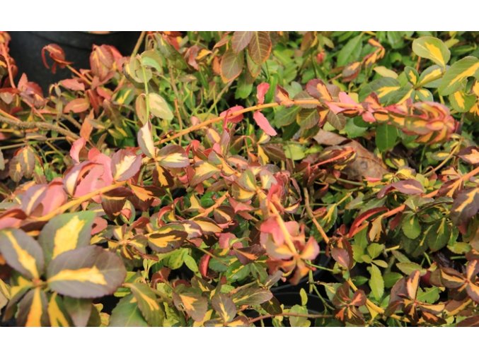 Euonymus fortunei 'Sun Spot' - brslen fortunův