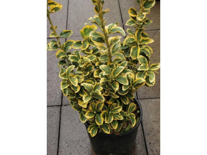 Euonymus japonicus 'Aureus' - brslen japonský