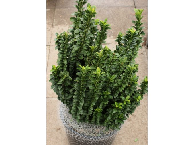 Euonymus japonicus 'Benkomasaki' - brslen japonský