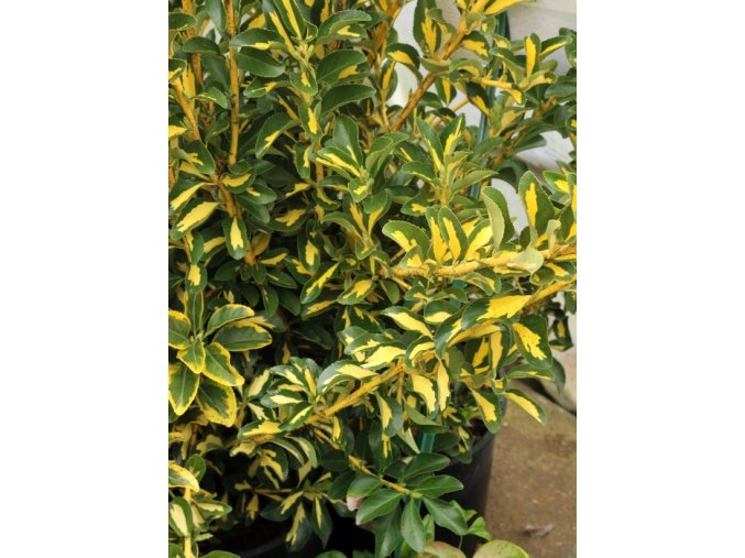 Euonymus japonicus 'Livornese' - brslen japonský