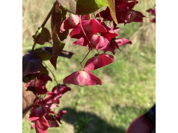 Euonymus macropterus 'Mount Fuji' - brslen velkokřídlý