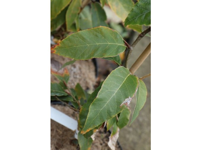 Fagus longipetiolata - buk dlouhořapíkatý