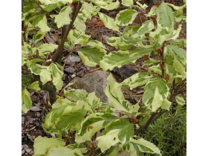 Fagus sylvatica 'Albomarginata' - buk lesní