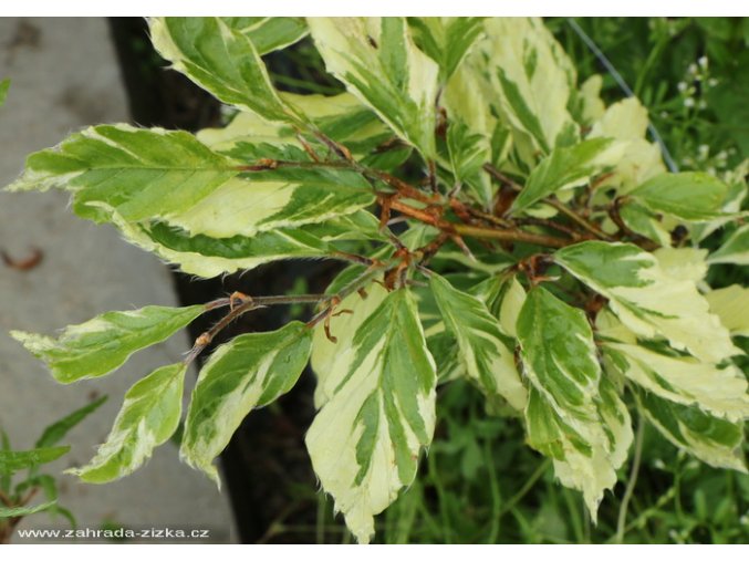 Fagus sylvatica 'Albovariegata' - buk lesní