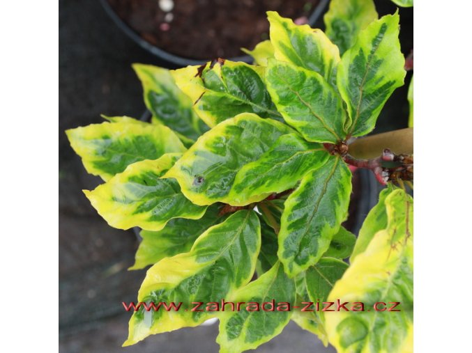 Fagus sylvatica 'Bicolor Sartini' - buk lesní