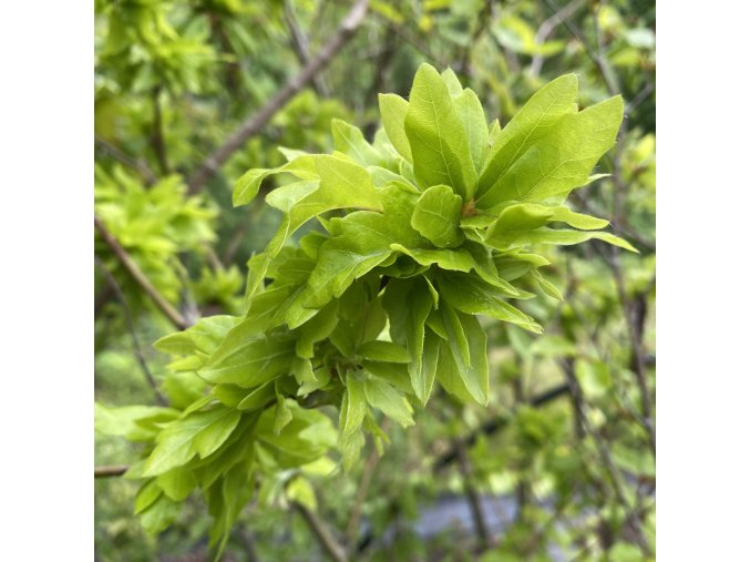 Fagus sylvatica 'Crarae' - buk lesní