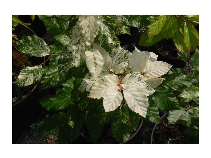 Fagus sylvatica 'Franken' - buk lesní
