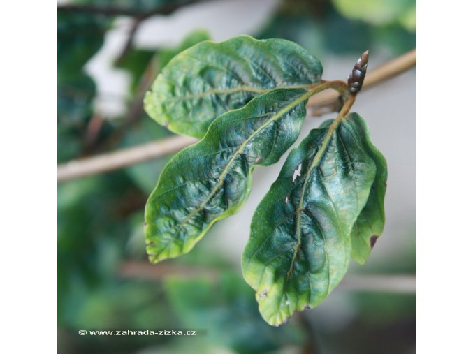 Fagus sylvatica 'Greenwood' - buk lesní