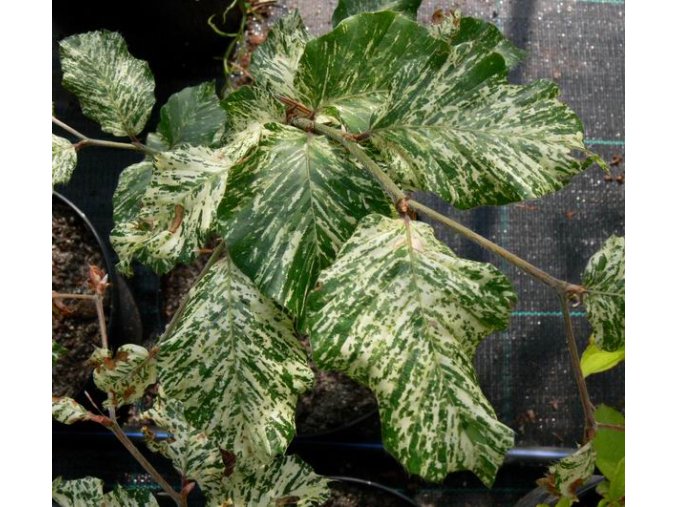 Fagus sylvatica 'Marmor Star' - buk lesní