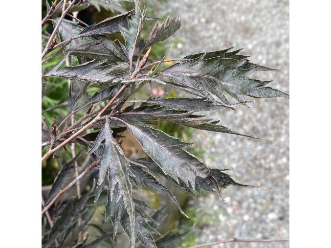 Fagus sylvatica 'Midnight Feather' - buk lesní
